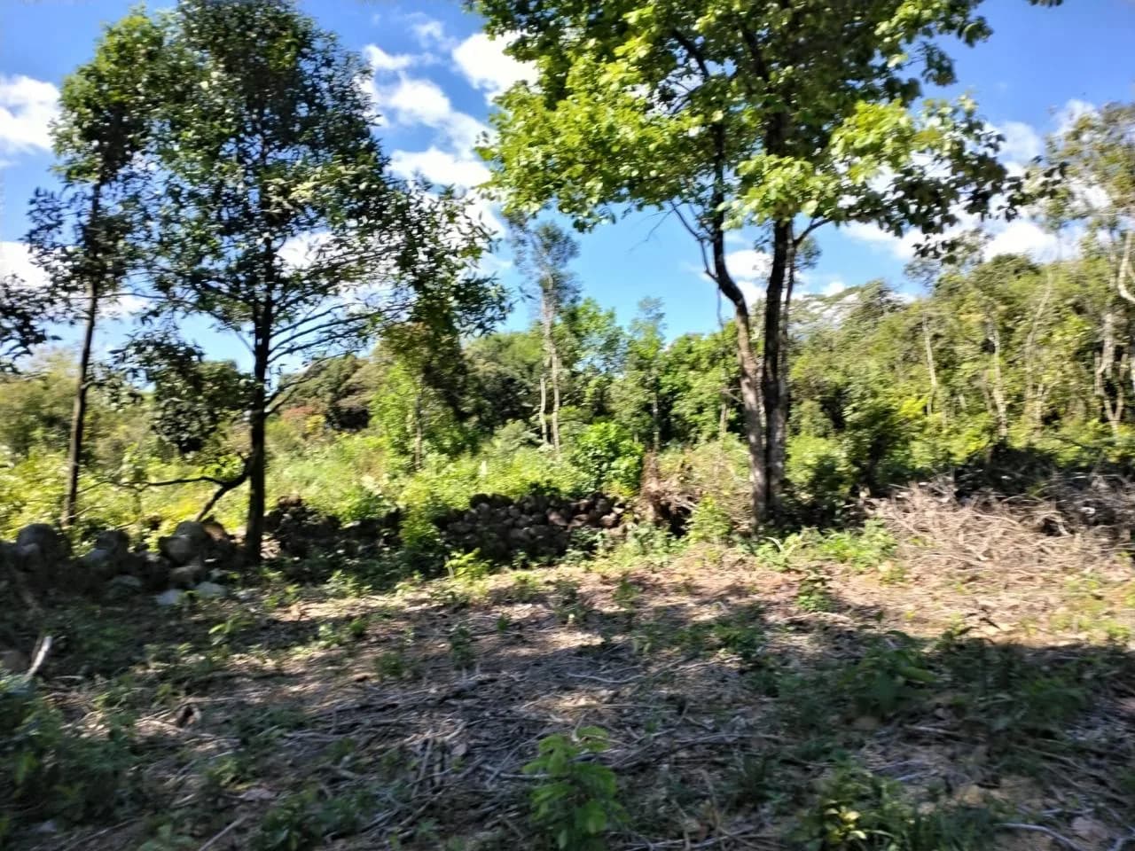 Vista desde el terreno en La Acequia, Potrerillos, con árboles maduros, vegetación y entorno campestre.